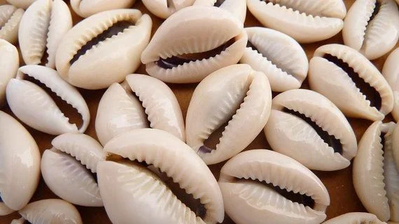 Cowrie Shells 