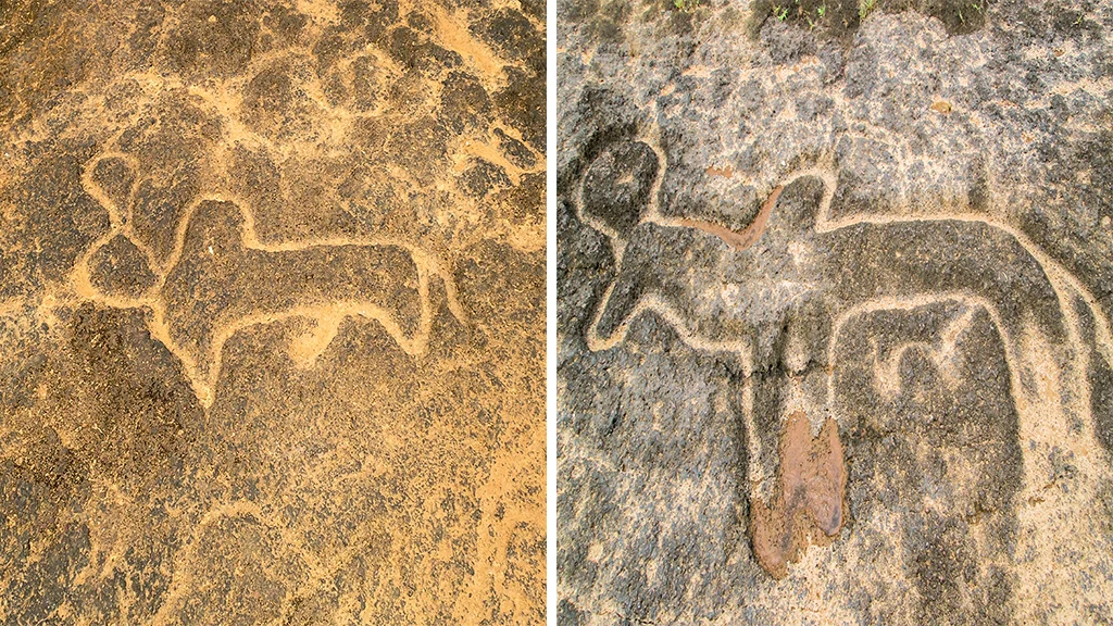 Cattle - bull (L) cow (R) on petroglyphs in Pansaimol 
