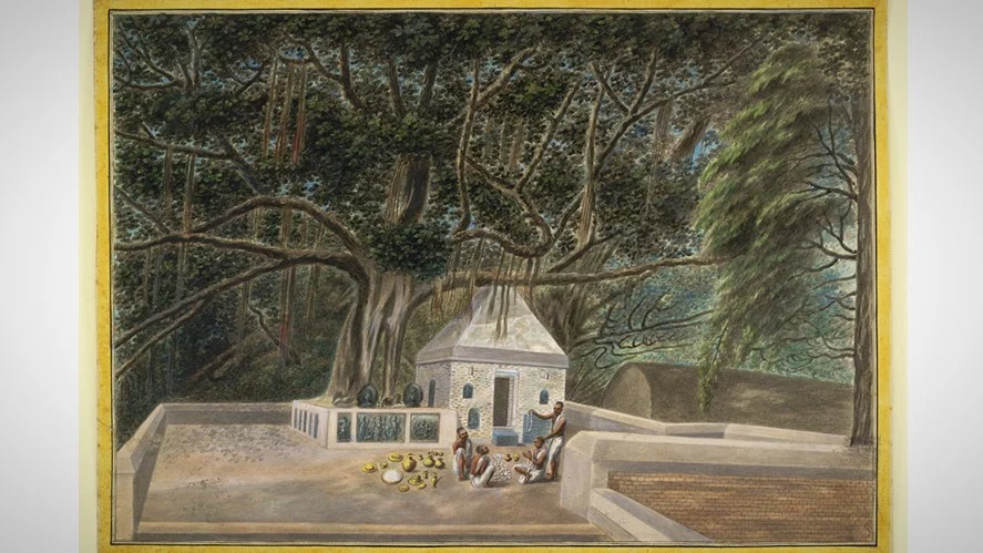 Bodhi tree 