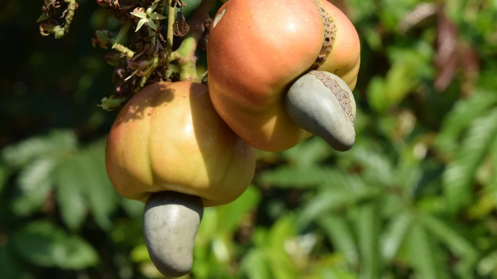 Cashew apples