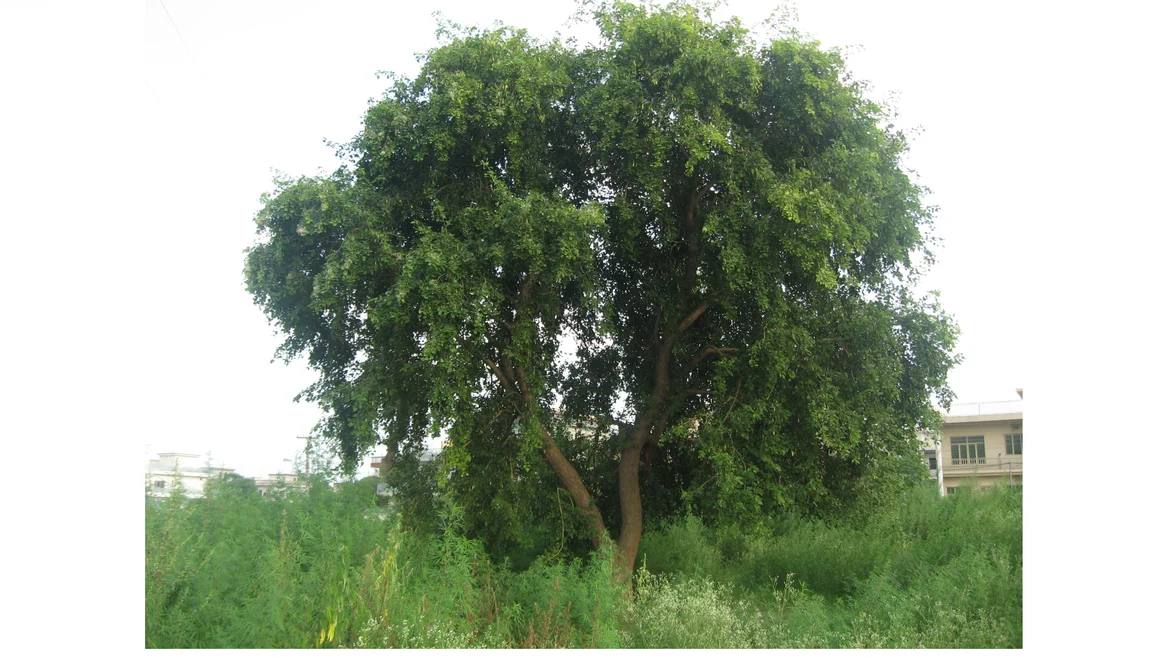 A <i>dalbergia sissoo</i> tree