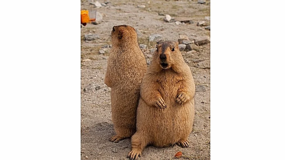 Himalayan marmot