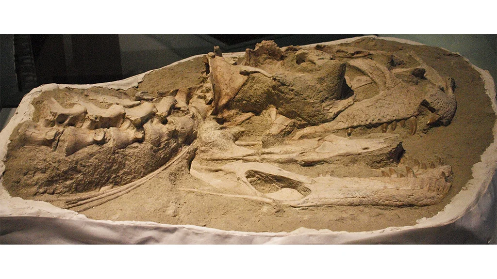 Skeletal remains of Tyrannosaurus Rex (T-rex)