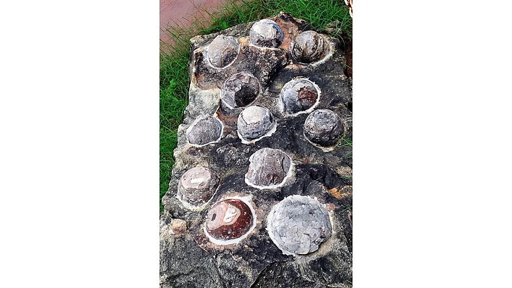 Fossilized Dinosaur eggs