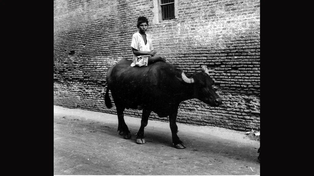 A Boy and a buffalo
