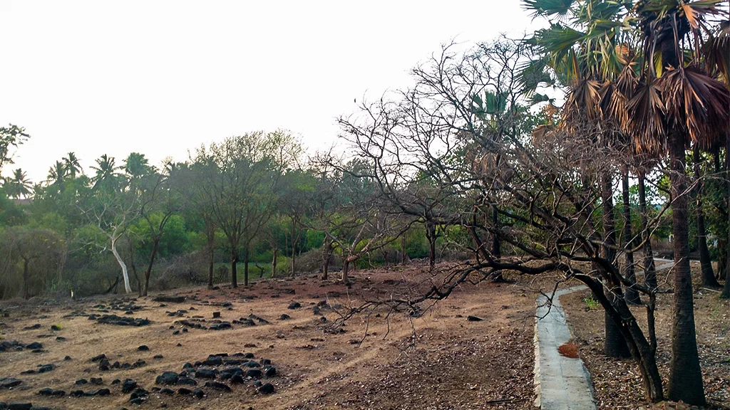 Bene Isreali cemetery at Navgaon