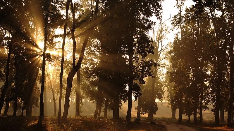 Kanha National Park, Madhya Pradesh