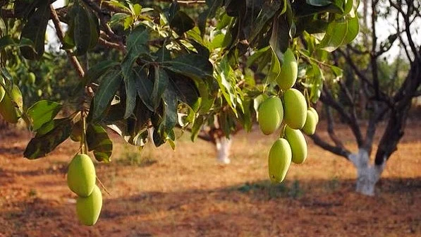 Dasheri mango