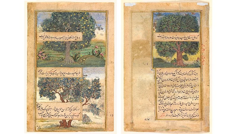 Folios from <i>Babur Nama </i>with description of mango tree