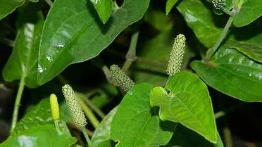 Long Pepper from Western Ghats 