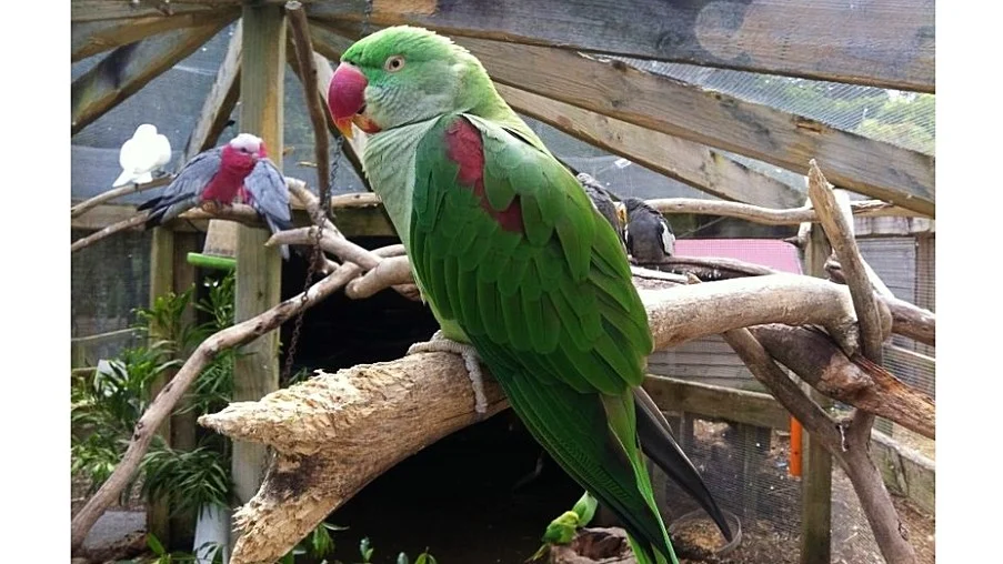 Alexandrine Parakeet 