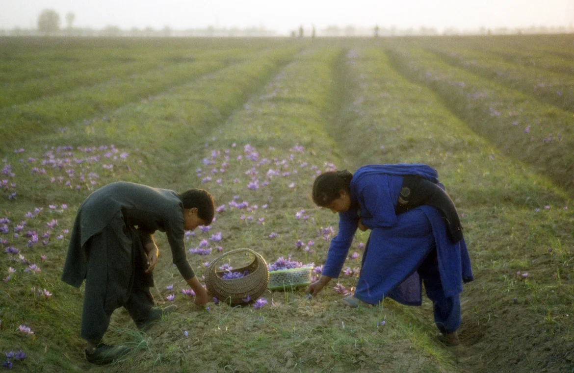 Saffron harvesting in Pampore, Kashmir