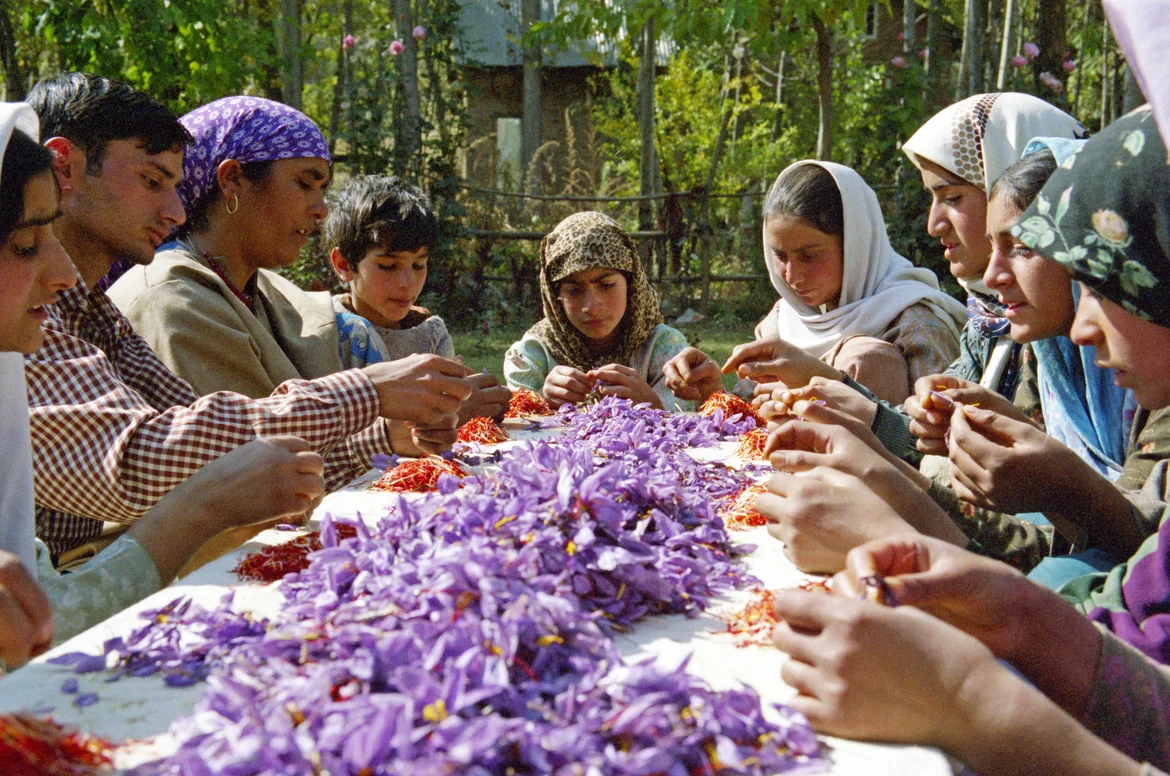 Women plucking saffron flowers during harvest season