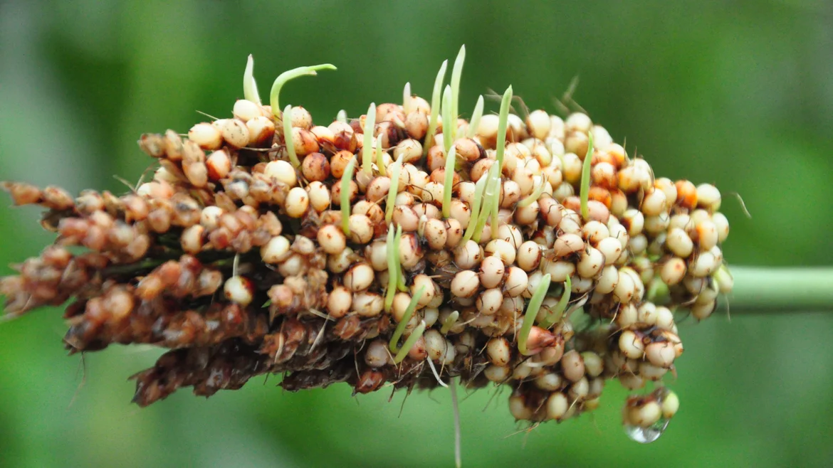 Sprouting millet plant