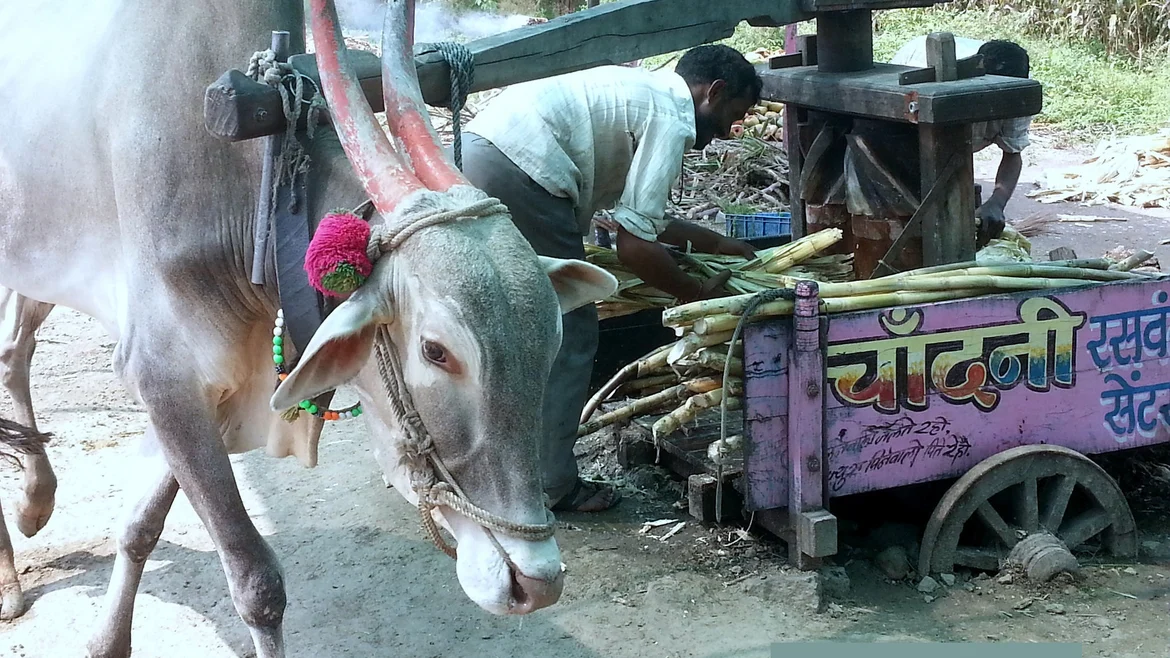An oxen used to press sugarcane juice
