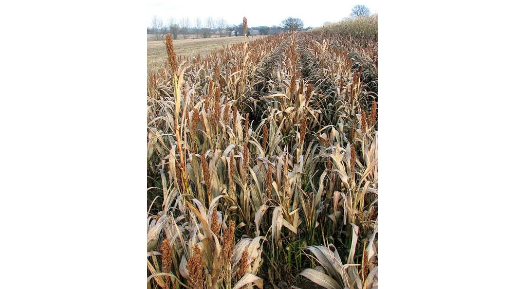A crop of Sorghum