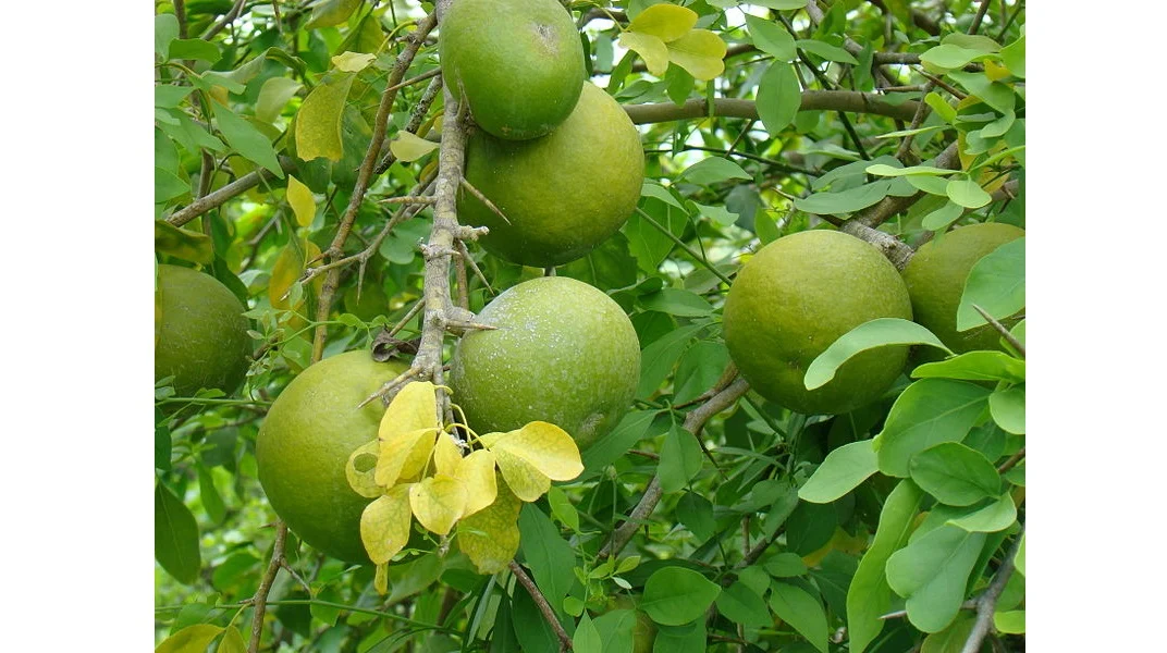 <i>Bael, </i>a hard-shelled fruit with a yellow aromatic pulp