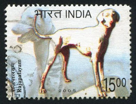 Rajapalayam Hound