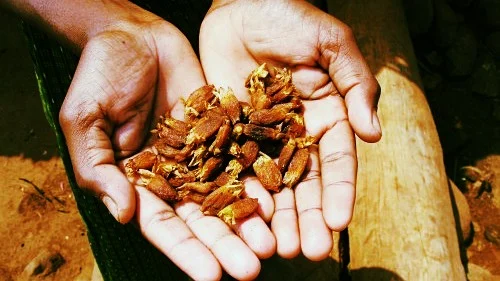 Dried Mahua Flowers