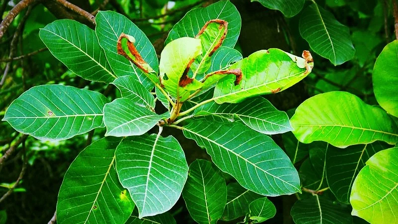 The Mahua Plant