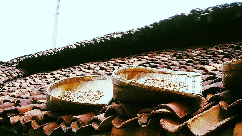 Sun-drying of Mahua flowers using traditional <i>supa</i> made from bamboo, Chattisgarh