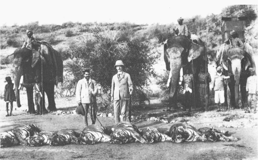Tiger Hunt by Lord Reading, the Viceroy of India,1935