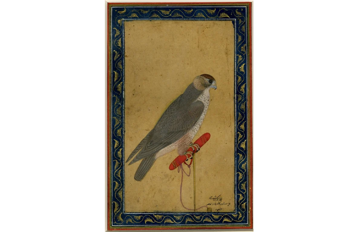 Falcon by Mansur