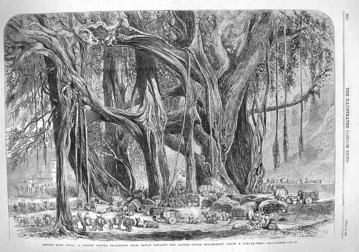 Cotton convoy proceeding from Rewah to Mirzapur, London News, in 1862