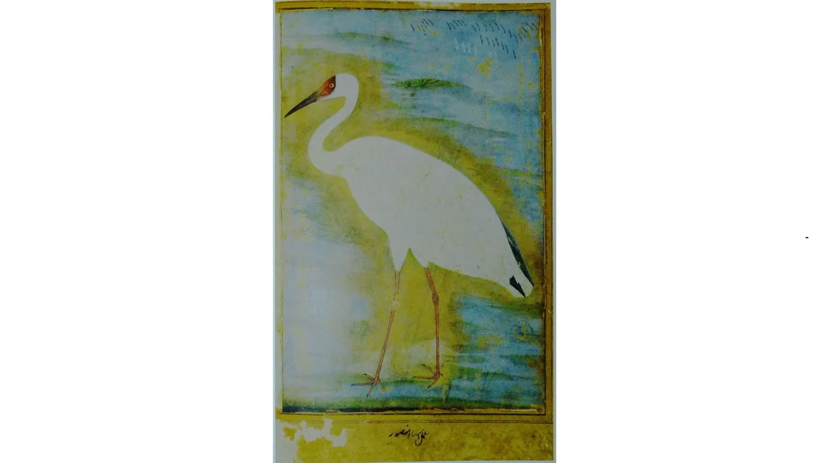 Siberian Crane