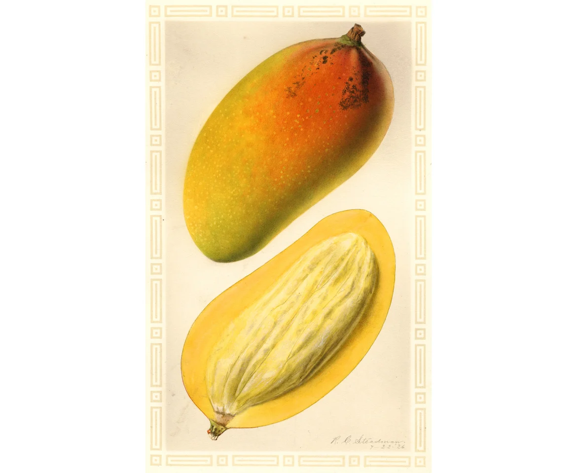 Ameeri Mango