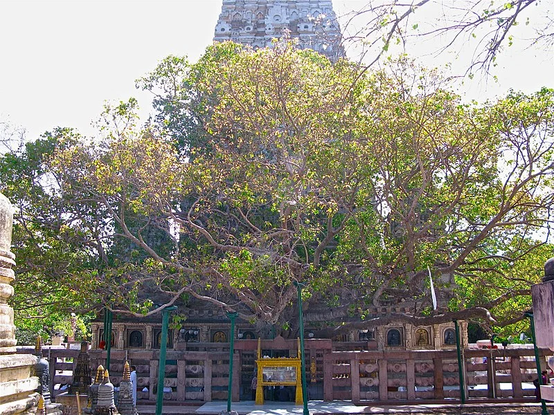 The Bodhi Tree