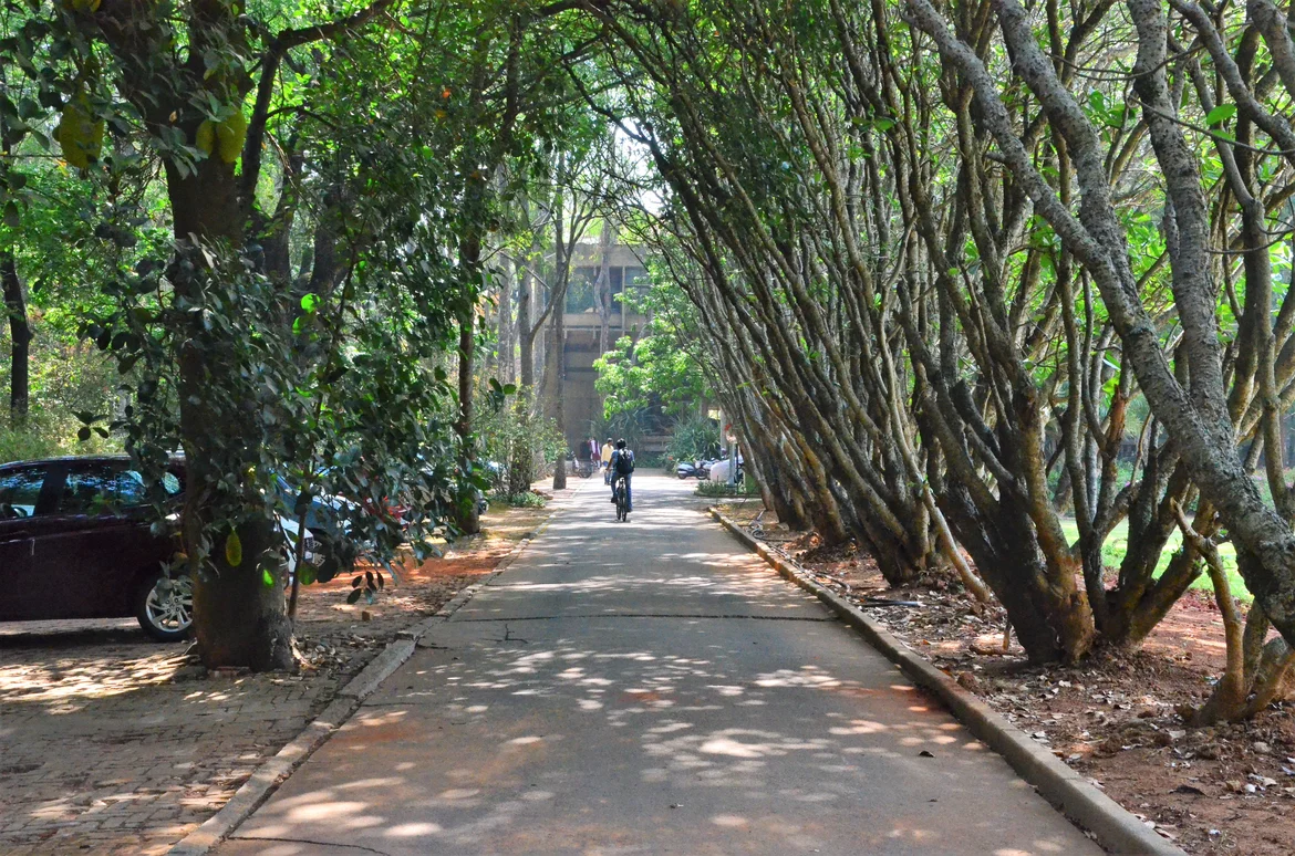 Trees cover most of inside walkways of RRI