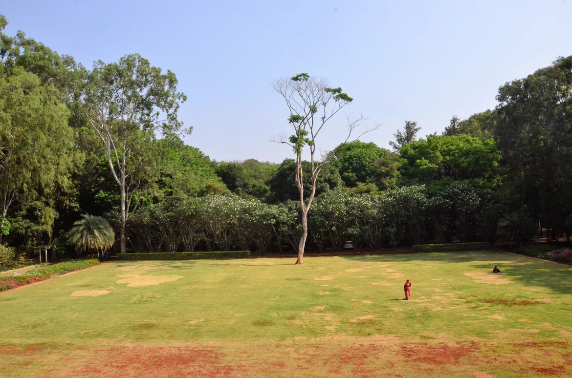 Raman’s Cremation spot marked by the rare Tabebula donell-smithi tree. The tree sapling was brought by Raman from South America.