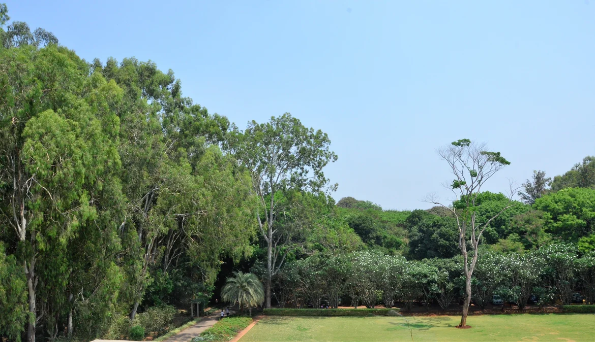 Eucalypus trees (on the left)