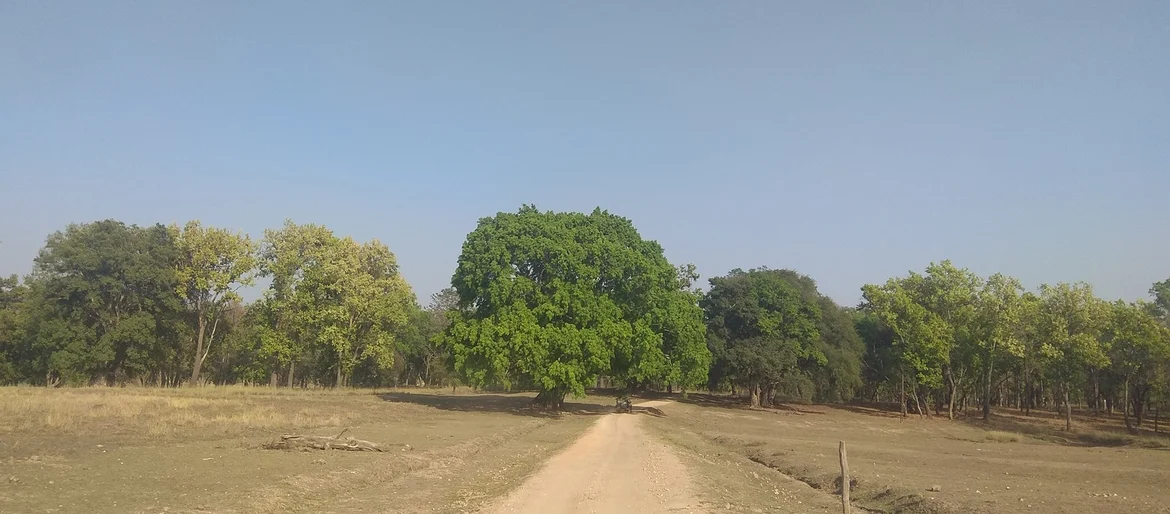 Kanha Tiger Reserve