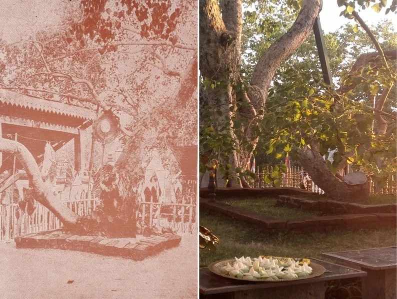 Mahabodhi tree in Anuradhapura