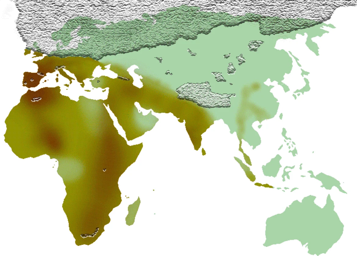 The spread of handaxes/Acheulian tool using hominids