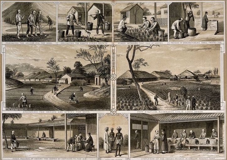 The British encouraged migrants to work on tea plantations