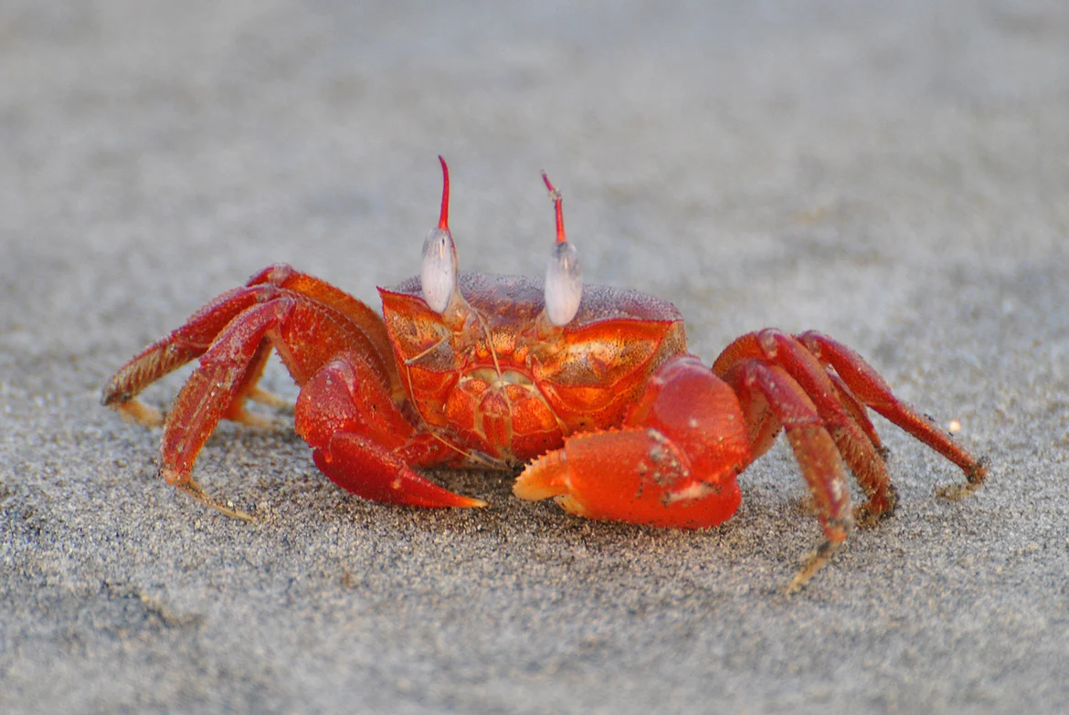 A Red Ghost Crab of the Sundarbans 