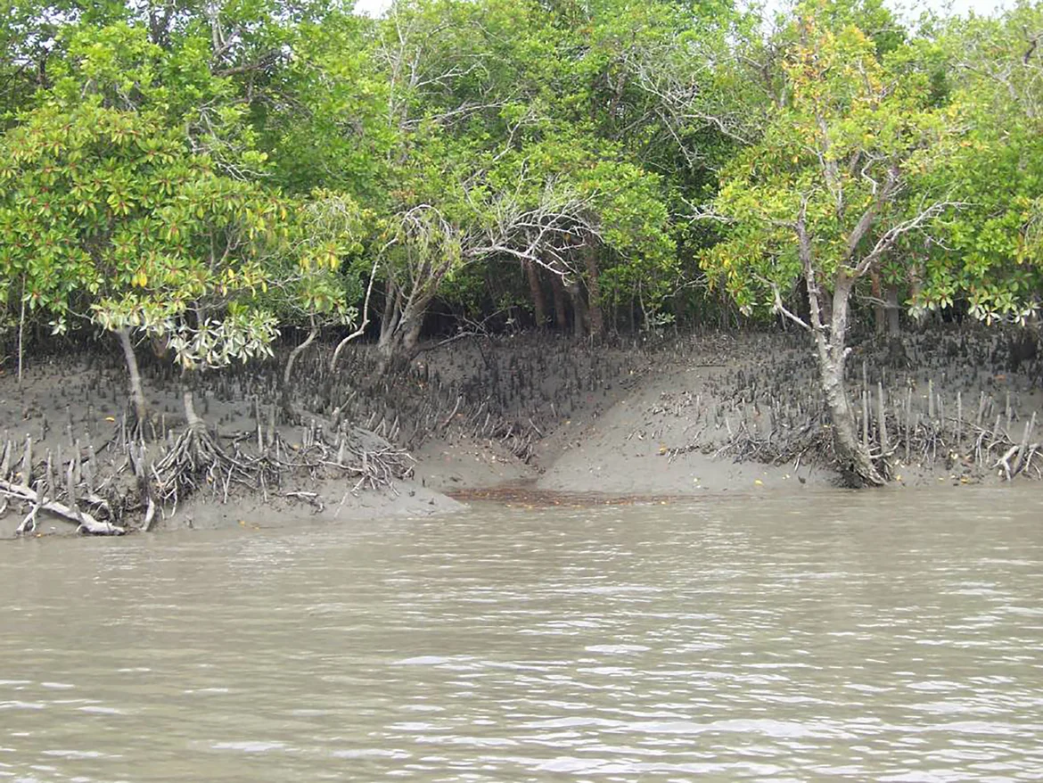 Mangrove forests of the Sundarbans 