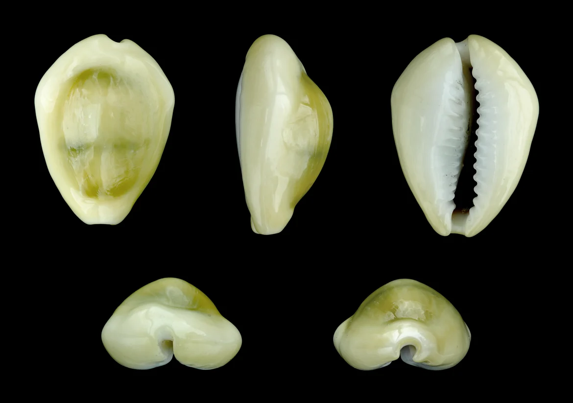 Monetaria moneta, common name the money cowries