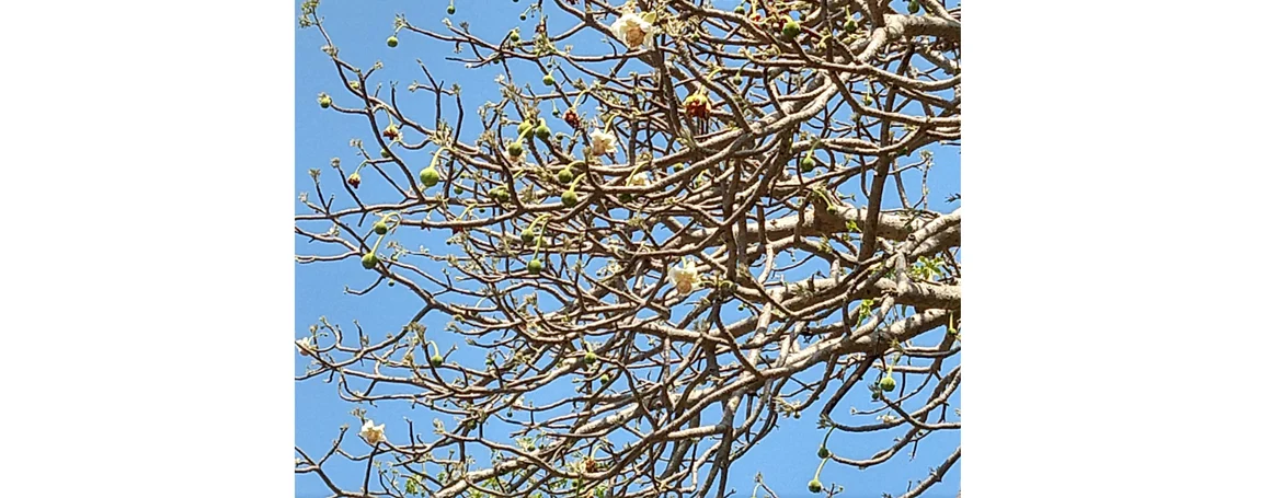Baobab Flowers, Murud 