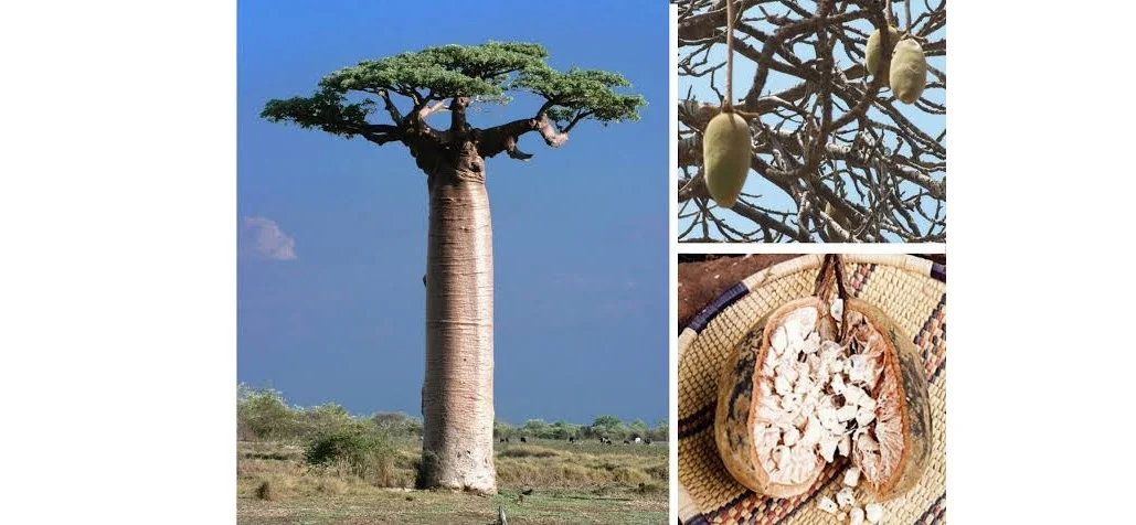 Adansonia grandidieri, Madagascar
