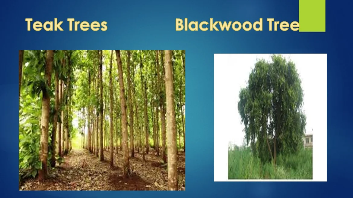 Trees of Western Ghats