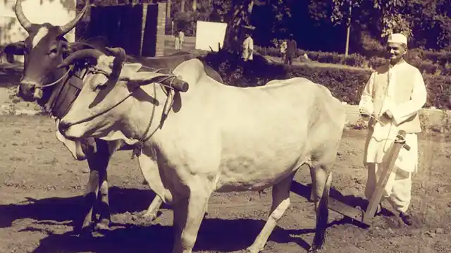 प्रधानमंत्री आवास में हल चलाते लाल बहादुर शास्त्री
