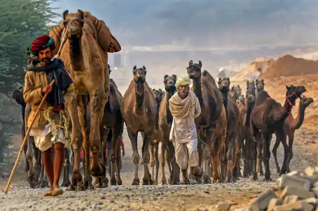 राजस्थान के पुष्कर में ऊंट मेला लगता है. पांच दिन तक चलने वाला ये ऊंट मेला दुनिया का सबसे बड़ा ऊंट मेला माना जाता है (15 नवंबर)