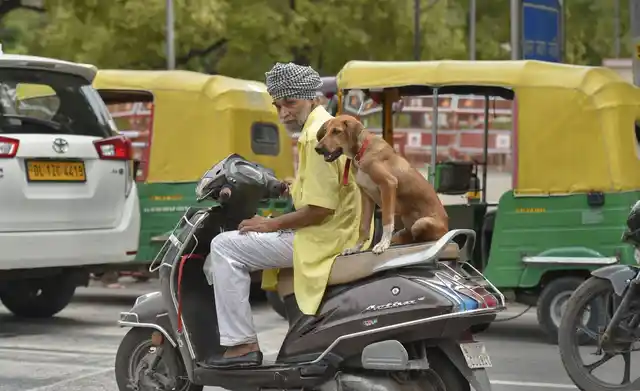 नई दिल्ली में स्कूटी पर सवार कुत्ता