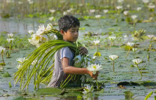 पश्चिम बंगाल के नादिया जिले में तालाब से लिली के फूल इकट्ठा करता हुआ(बुधवार, 4 सितंबर 2019)