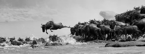 Wildebeest Migration