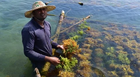 ಮೀನುಗಾರರ ಅಭಿವೃದ್ಧಿಗೆ 'ಸೀ ವೀಡ್ ಕೃಷಿ': ಉಜಿರೆಯಲ್ಲಿ ಮೋದಿ ಮುಂದಿಟ್ಟ ಯೋಜನೆಯ ಹಿನ್ನೆಲೆ ಏನು?